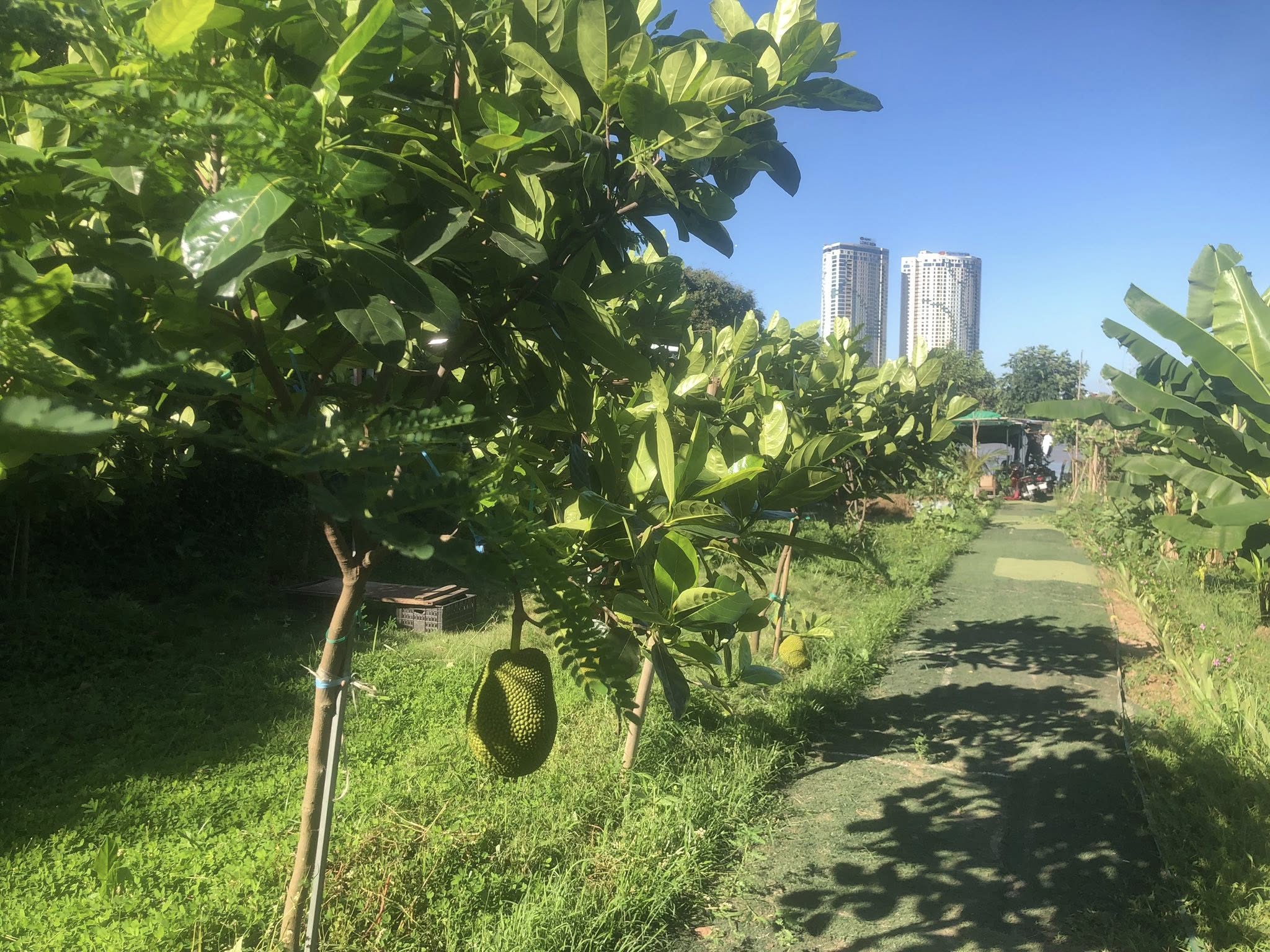 Cho thuê 1200m2 đất ngay chân cầu Long Biên Cà Phê, Nhà hàng, Vui chơi trải nghiệm, 8 triệu - Ảnh chính